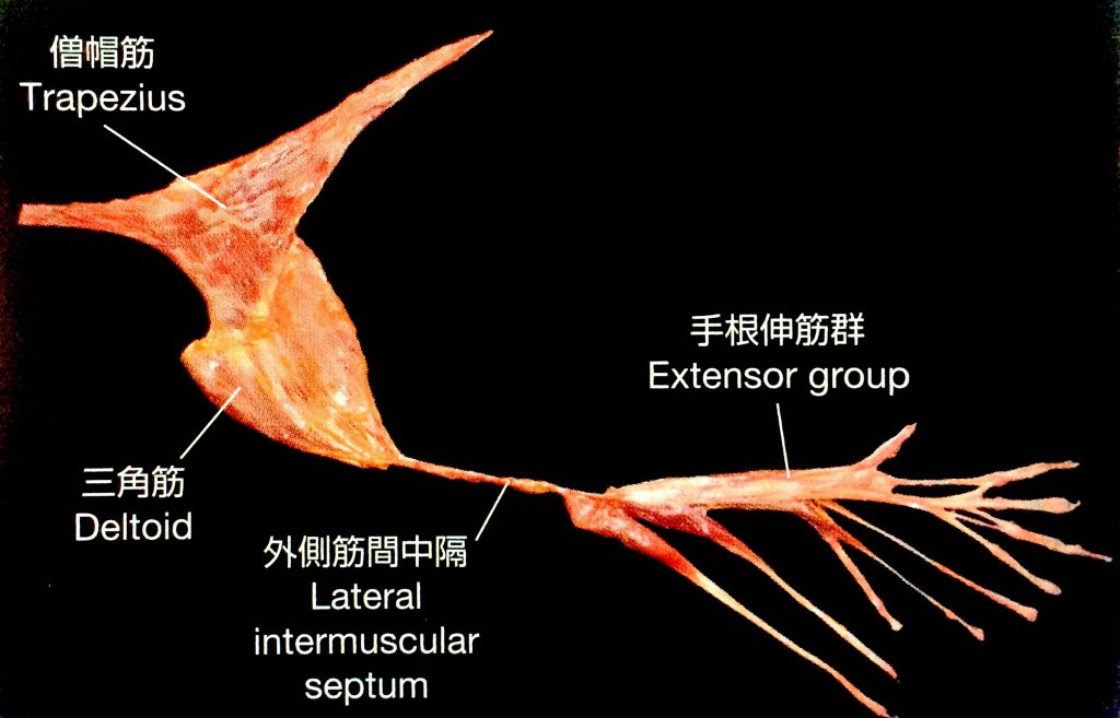 テンセグリティー構造】「全身の筋肉はつながっている」って本当！？ | ストレッチのチカラ