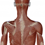 【肩甲骨周りの筋肉】肩甲骨周りに存在する「17種類」の筋肉の”つながり”とは？