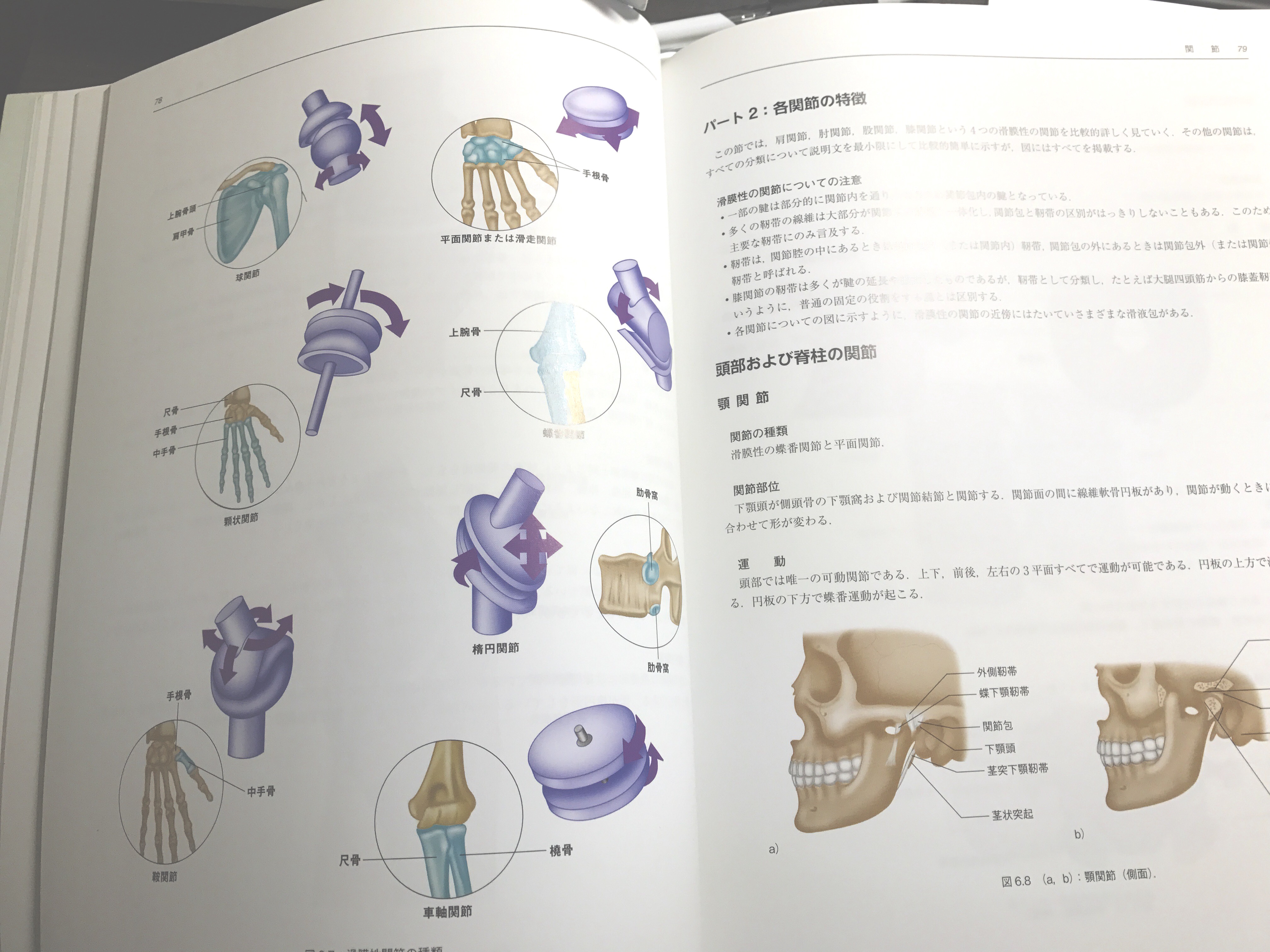 B品セール カラー図解ムービングボディ : 動きとつながりの解剖学