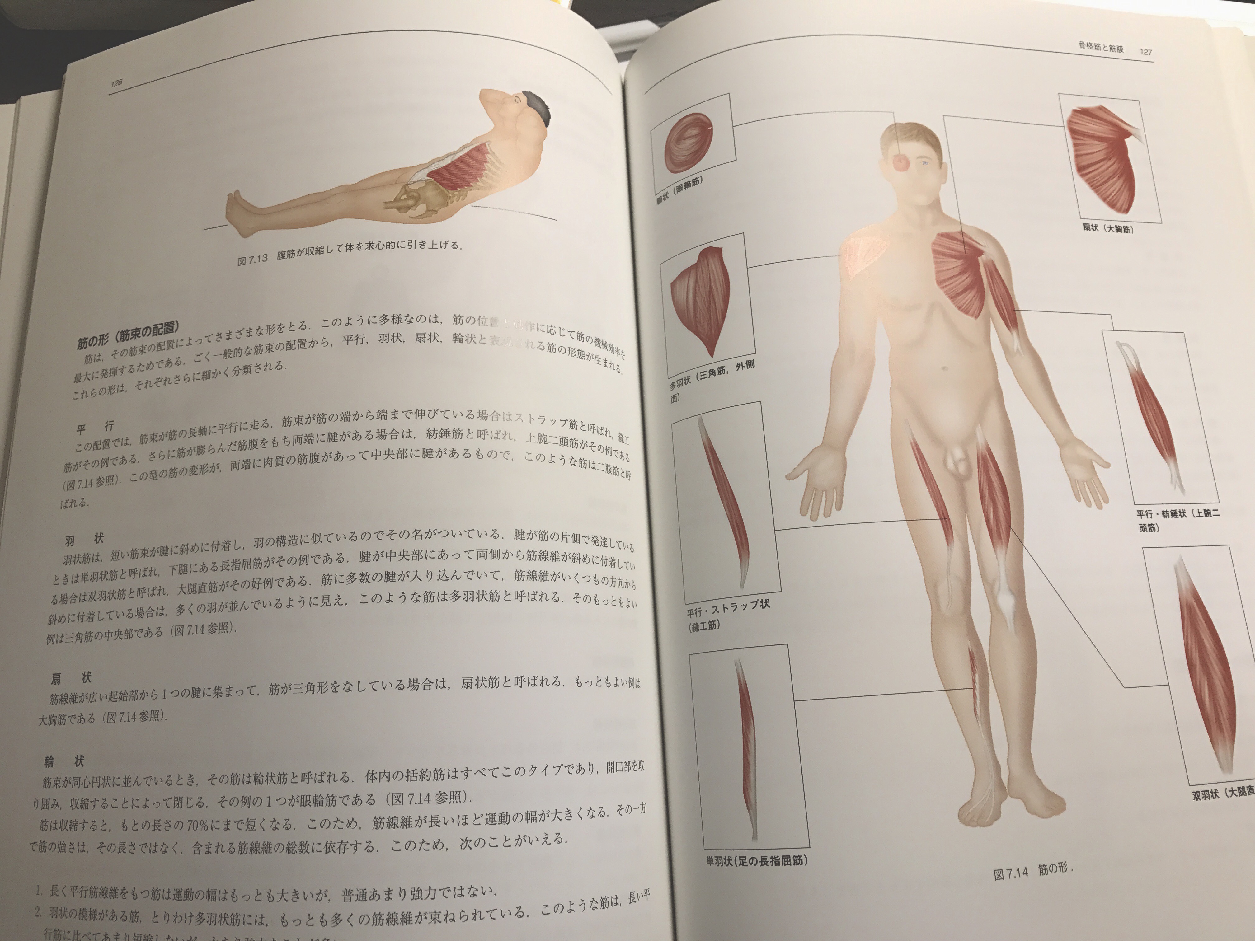 オススメ本】「ムービングボディ 動きとつながりの解剖学」：クリス