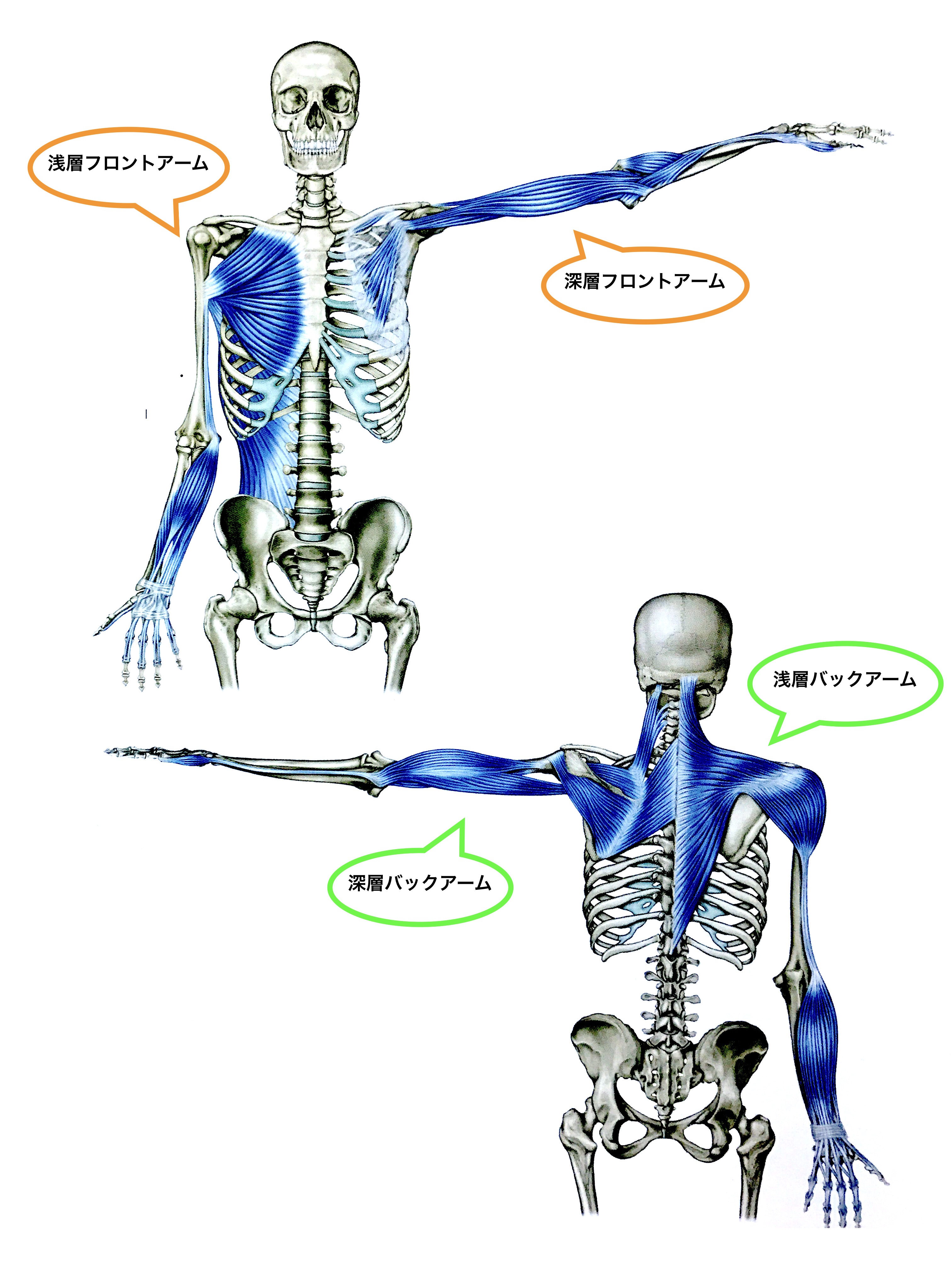 アナトミートレイン - 健康/医学